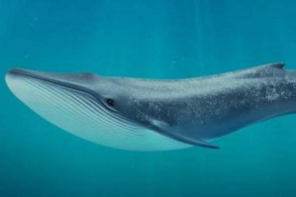 Гурток «Аrt-простір» - Кит