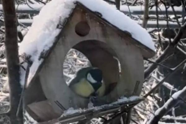 Гурток «English speaking club» - Флешмоб «Feed the birds in winter»