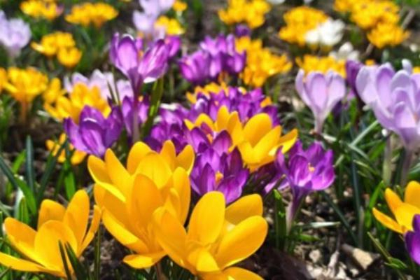 Гурток «Аrt-простір» - Квіти весни